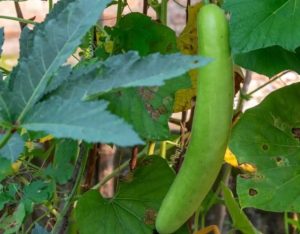 節瓜營養 節瓜營養