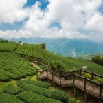 茶園步道