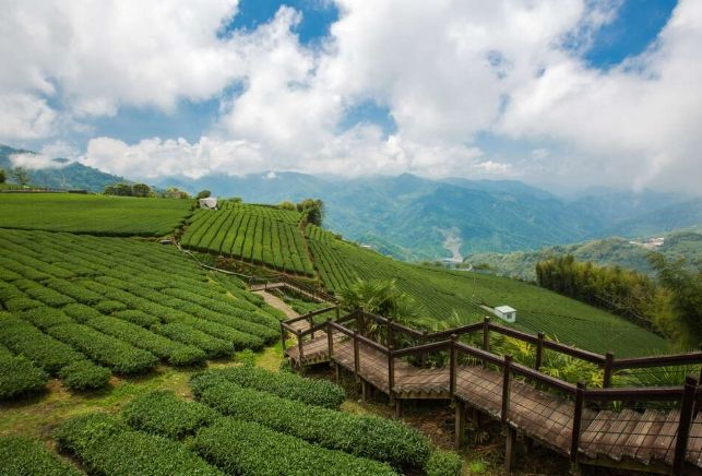 茶園步道 茶園步道